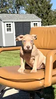 Gold female , a female American Bully for sale in Coram, NY – 2 of 3