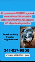 Merle girl , a female American Bully for sale in Coram, NY – 3 of 4