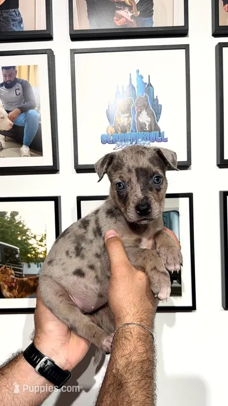 Merle girl  – American Bully puppy for sale in Coram, NY