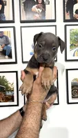 Tri male , a male American Bully for sale in Coram, NY – 4 of 5