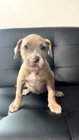 Fawn male , a male American Bully for sale in Coram, NY – 2 of 2