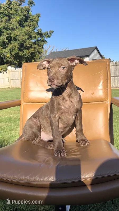 Chocolate female  – American Bully puppy for sale in Coram, NY