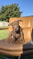 Chocolate female , a female American Bully for sale in Coram, NY – 2 of 4