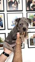 Merle girl, a female American Bully for sale in Coram, NY – 3 of 7