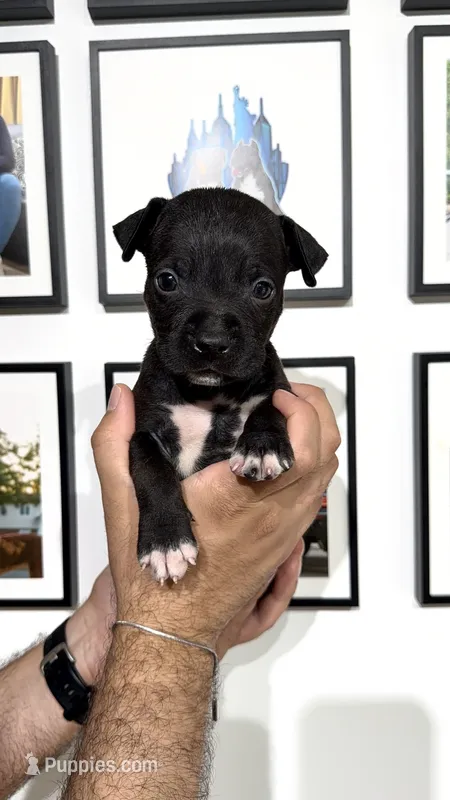 Pantera – American Bully puppy for sale in Coram, NY
