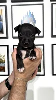 Pantera, a female American Bully for sale in Coram, NY – 1 of 3