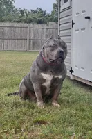 Blue girl , a female American Bully for sale in Coram, NY – 3 of 3