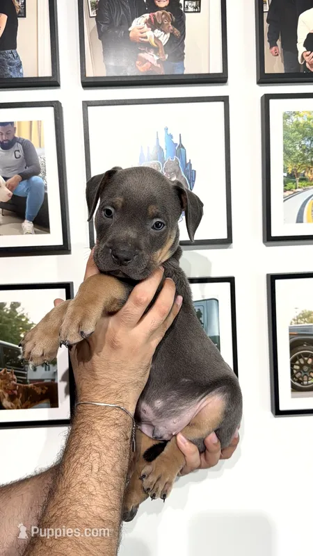 Tri male  – American Bully puppy for sale in Coram, NY