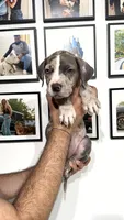 Merle girl, a female American Bully for sale in Coram, NY – 4 of 4