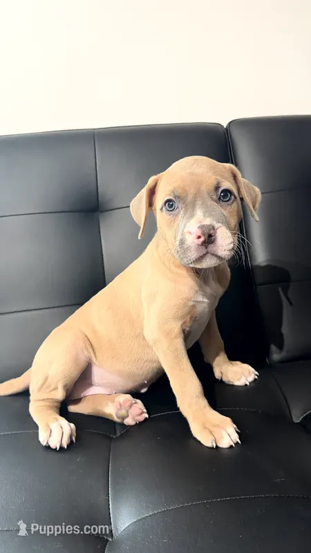 Fawn male  – American Bully puppy for sale in Coram, NY
