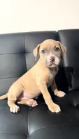 Fawn male , a male American Bully for sale in Coram, NY – 1 of 2