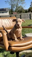 Gold female , a female American Bully for sale in Coram, NY – 3 of 3