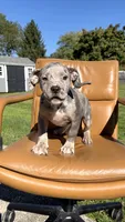 Merle female 2, a female American Bully for sale in Coram, NY – 2 of 2