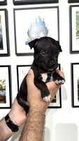 Pantera, a female American Bully for sale in Coram, NY – 2 of 3