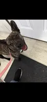 Lucy, a female Cardigan Welsh Corgi and American Pit Bull Terrier for sale in Lackawanna, NY – 5 of 5