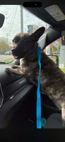 Lucy, a female Cardigan Welsh Corgi and American Pit Bull Terrier for sale in Lackawanna, NY – 2 of 5