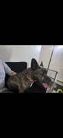 Lucy, a female Cardigan Welsh Corgi and American Pit Bull Terrier for sale in Lackawanna, NY – 4 of 5