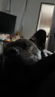 Lucy, a female Cardigan Welsh Corgi and American Pit Bull Terrier for sale in Lackawanna, NY – 1 of 5