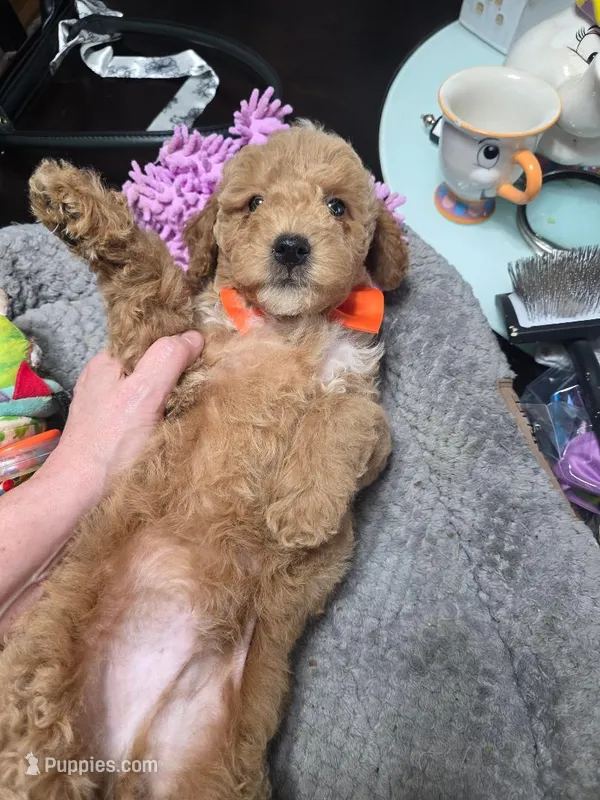 Baxter (Orange Bowtie) – Miniature Goldendoodle puppy for sale in Clarksville, TN