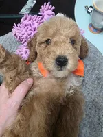 Baxter (Orange Bowtie), a female Miniature Goldendoodle for sale in Clarksville, TN – Photo 2 of 6