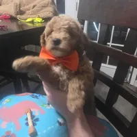 Baxter (Orange Bowtie), a female Miniature Goldendoodle for sale in Clarksville, TN – Photo 5 of 6