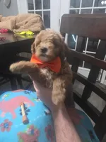 Baxter (red), a female Miniature Goldendoodle for sale in Clarksville, TN – Photo 2 of 2