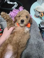 Baxter (Orange Bowtie), a female Miniature Goldendoodle for sale in Clarksville, TN – Photo 3 of 6