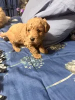 Lady, a female Miniature Golden Retriever and Miniature Goldendoodle for sale in Hendersonville, TN – 2 of 4
