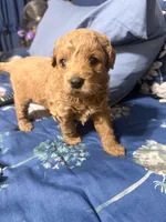Lady, a female Miniature Golden Retriever and Miniature Goldendoodle for sale in Hendersonville, TN – 3 of 4