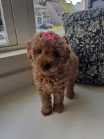 Sadie, a female Miniature Goldendoodle for sale in Hendersonville, TN – 3 of 5