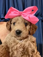 Sadie, a female Miniature Goldendoodle for sale in Hendersonville, TN – 5 of 5