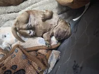 Lola's liter, a female Goldendoodle and Miniature Goldendoodle for sale in Clarksville, TN – Photo 6 of 10