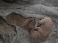 Lola's liter, a female Goldendoodle and Miniature Goldendoodle for sale in Clarksville, TN – Photo 2 of 10