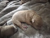 Lola's liter, a female Goldendoodle and Miniature Goldendoodle for sale in Clarksville, TN – Photo 1 of 10