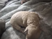 Lola's liter, a female Goldendoodle and Miniature Goldendoodle for sale in Clarksville, TN – Photo 3 of 10