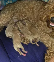 Lola's liter, a female Goldendoodle and Miniature Goldendoodle for sale in Clarksville, TN – Photo 8 of 10