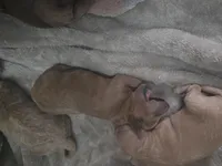 Lola's liter, a female Goldendoodle and Miniature Goldendoodle for sale in Clarksville, TN – Photo 5 of 10