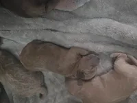 Lola's liter, a female Goldendoodle and Miniature Goldendoodle for sale in Clarksville, TN – Photo 4 of 10