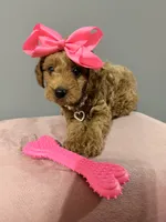 Sadie, a female Miniature Goldendoodle for sale in Hendersonville, TN – 4 of 5