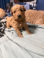 Dolly  , a female Miniature Golden Retriever and Miniature Goldendoodle for sale in Hendersonville, TN – 2 of 4