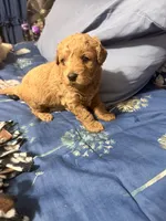 Lady, a female Miniature Golden Retriever and Miniature Goldendoodle for sale in Hendersonville, TN – 4 of 4