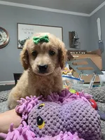 Dolly , a female Miniature Goldendoodle for sale in Hendersonville, TN – Photo 4 of 8