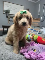 Dolly , a female Miniature Goldendoodle for sale in Hendersonville, TN – Photo 8 of 8