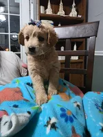 Dolly , a female Miniature Goldendoodle for sale in Clarksville, TN – Photo 2 of 2