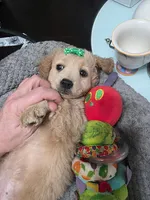 Dolly , a female Miniature Goldendoodle for sale in Hendersonville, TN – Photo 3 of 8