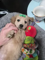 Dolly , a female Miniature Goldendoodle for sale in Hendersonville, TN – Photo 2 of 8