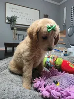 Dolly , a female Miniature Goldendoodle for sale in Hendersonville, TN – Photo 6 of 8