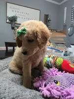 Dolly , a female Miniature Goldendoodle for sale in Hendersonville, TN – Photo 7 of 8