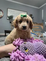 Dolly , a female Miniature Goldendoodle for sale in Hendersonville, TN – Photo 5 of 8