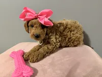 Dolly, a female Golden Retriever and Miniature Goldendoodle for sale in Hendersonville, TN – 2 of 3